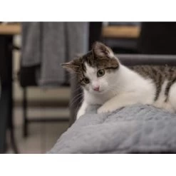 TrendPet Heaven Gefütterte Liegedecke XS -Heimtier Verkauf 0ce4bfea7a8d58375a5ab2e0c7ab49bb32101c45 1288886 de DE b26e8758ae7727741358456e42508e120b01a0b9IW8zJl