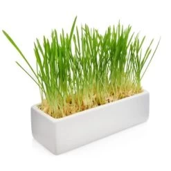 Canadian Cat Company Futterbar Cat Diner Grau/ Weiß 13 Canadian Cat Company Futterbar Cat Diner Grau/ Weiß -Heimtier Verkauf 0e525574824550e168be02a6fecb7a609ed284ae 1360972 de DE a02d68c3a8d109b1266e955b4dfb6c9ffc1d2950Klvw73