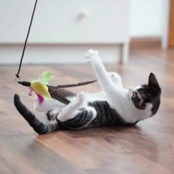 Schlitzohr Katzenangel Federanhänger 5x 20 Schlitzohr Katzenangel Federanhänger 5x -Heimtier Verkauf 11ed2d225658009b8abd2f7334a71527c7d32c64 1484675 de DE 2194cc6dae193c9b0d821763f83834cddf74faa5Q2fI5o