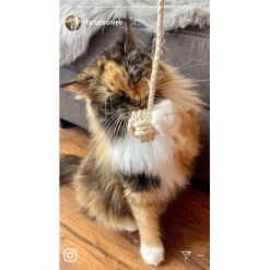 Kater Kasimir Deluxe Set Mit 9 Beliebten Katzenspielzeugen Aus Naturmaterial Und Handgemachtem CATDAD Armband -Heimtier Verkauf 1f04ffa2e176fa1eec74eb330832e3ec90bf46a4 1408151 de DE 8e1afbeea10c4c53b2e3c89a347993a00031803aaPAVJ2