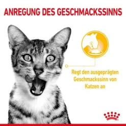 ROYAL CANIN SENSORY Taste In Gelee Für Wählerische Katzen 12x85g -Heimtier Verkauf 21ad04ecb0f38a0b3f44868dfeace831d1374356 3950f3bf5d1e7126a6f4420c4fce7c3f275b668e