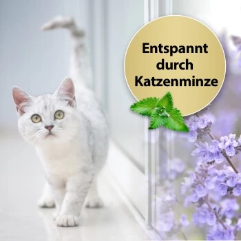 Felisept Home Comfort Set Diffusor + Flakon 45ml 5 Felisept Home Comfort Set Diffusor + Flakon 45ml – Bild 3