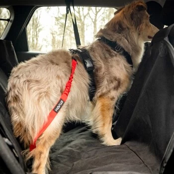 STUCH Universeller Bungee Autogurt Für Hunde & Katzen Schwarz 7 STUCH Universeller Bungee Autogurt Für Hunde & Katzen Schwarz – Bild 5