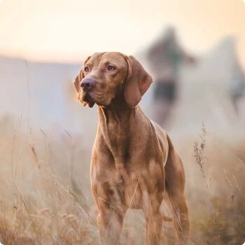 REAL NATURE Senior Lamm & Kalb 6x800 G 6 REAL NATURE Senior Lamm & Kalb 6x800 G â Bild 4