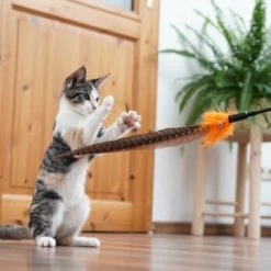 Schlitzohr Federwedel Birdy 3er Pack 18 Schlitzohr Federwedel Birdy 3er Pack -Heimtier Verkauf 2e08cedc855b4fe4d22372cc22f48cef3188be3c 1659562 de DE 4a8ba2ccf79071630769db1080a8b14fba93fcb3EKX8X8