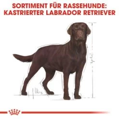 ROYAL CANIN Labrador Adult Sterilisiert 12 Kg -Heimtier Verkauf 31e1f6a26267d1a0a69c021124625ae837af3de5 d2e7d1ca570bae873340e636115141da7ec0dc2c
