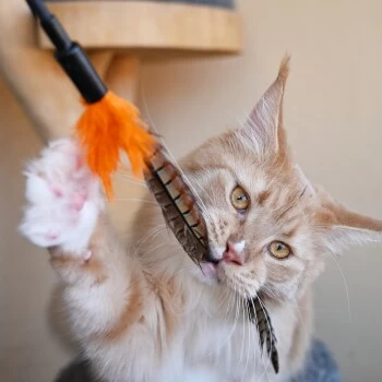 Schlitzohr Federwedel Birdy 3er Pack 4 Schlitzohr Federwedel Birdy 3er Pack – Bild 2