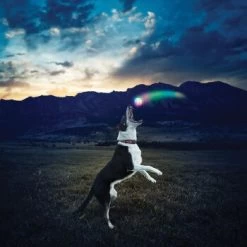 Nite-ize Nite Ize GlowStreak LED Ball 10 Nite-ize Nite Ize GlowStreak LED Ball -Heimtier Verkauf 43e2b2f69678f8bd9a4783234d4d2f0f6539de2c aa0d4fe645719d25b1229e63d789e39274accd93