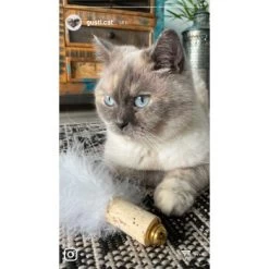 Kater Kasimir Deluxe Set Mit 9 Beliebten Katzenspielzeugen Aus Naturmaterial Und Handgemachtem CATDAD Armband -Heimtier Verkauf 4d777484de5457a02028f595b53fdb1b69e309d7 1408151 de DE 911e17a5e45692f3789ac8bc9aee946048898d74SkrQo3