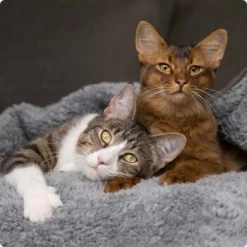 SELECT GOLD Babycat & Mother Pastete Huhn 12x85 G -Heimtier Verkauf 536de371626fbac7381fe51ce63607aedfae0cd8 1099803 de DE 4 Select Gold Cat 1