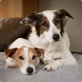 SELECT GOLD Complete Milk-Set Junior Inkl. Milchflasche & Löffel 400g 5 SELECT GOLD Complete Milk-Set Junior Inkl. Milchflasche & Löffel 400g – Bild 3