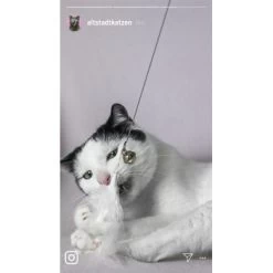 Kater Kasimir Premium Katzenangel Mit 4 Handgemachten Anhängern Aus Naturmaterial -Heimtier Verkauf 770b4a4773ed49d435287f5ac0f03f94a117604e 1408150 de DE d77919138410a09ab67416f25ec15e6664e9d2ac4JZFQJ