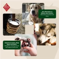 ChronoBalance Kuhmilch Käsestick (XL) 2er Paket 10 ChronoBalance Kuhmilch Käsestick (XL) 2er Paket -Heimtier Verkauf 80c435fb1a64772df08c2807cbb72aa6cb434ce1 1418708 de DE 6e5d452c715e3c46c21bd7dd434bb74b98e2078f2NxQrD