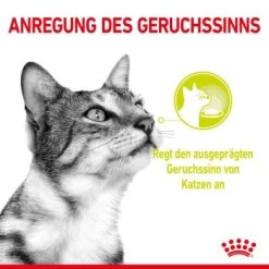 ROYAL CANIN SENSORY Smell In Gelee Für Wählerische Katzen 12x85g -Heimtier Verkauf 8189732b9ae1a398fb4fb109d95a4bf54f9ea43e e98d42f060ba951a9dc658034746788da77dfcfd