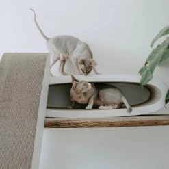 District 70 OVAL OFFICE 7 District 70 OVAL OFFICE -Heimtier Verkauf 831fbabbbef20a6bf01041756be566a379676472 d33c75c7ac5b0d38c69db8116774e729c24458c6