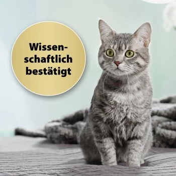 Felisept Home Comfort Set Diffusor + Flakon 45ml 6 Felisept Home Comfort Set Diffusor + Flakon 45ml – Bild 4