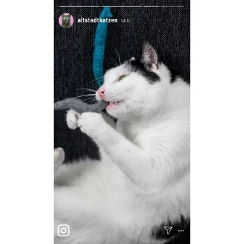 Kater Kasimir 3 Handgerollte Filzwürmchen Aus Schurwolle + 1 Mini-Flasche Katzenminze-Spray 7 Kater Kasimir 3 Handgerollte Filzwürmchen Aus Schurwolle + 1 Mini-Flasche Katzenminze-Spray – Bild 5