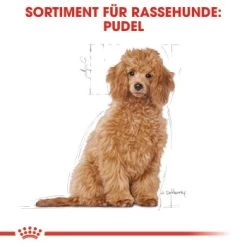 ROYAL CANIN Poodle Puppy 3kg 16 ROYAL CANIN Poodle Puppy 3kg -Heimtier Verkauf ac7beaf6b1c5c47c9c7e099b992a7cd84099c8bf 01c5ba0266cc652d370d5594f42dbb0eaf31ac7b