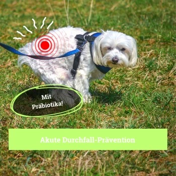 BeG Buddy Magen & Darm Tabletten Hund, Präbiotika Zur Darmsanierung, Verdauung, Durchfall, Blähungen 5 BeG Buddy Magen & Darm Tabletten Hund, Präbiotika Zur Darmsanierung, Verdauung, Durchfall, Blähungen – Bild 3