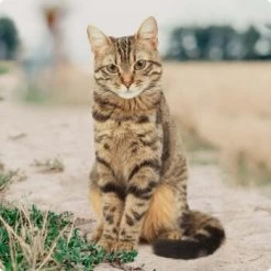 REAL NATURE Original Adult 2kg Kaninchen & Huhn -Heimtier Verkauf bc56b458619aa86240780c2f64ff928db9b8da6b 1246887 de DE Real Nature Original Cat Bild