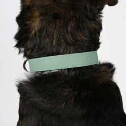 THE DOG IDEA Biothane Halsband Sage S 11 THE DOG IDEA Biothane Halsband Sage S -Heimtier Verkauf c6b91fc4f7726432faa07c8bf3613bc92e3c4186 1674165 de DE 796db35a76e6ae093fcd5415cdd309bfdfc2e105mUSQVy