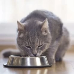 Beaphar Nierendiät 16x100g Taurin 9 Beaphar Nierendiät 16x100g Taurin -Heimtier Verkauf c8ad53123d72effc89c2ae025e79641301e53f5e 89f1c3670cc0f79e4e6f030d0f9496acd74a2918