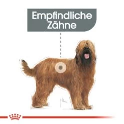 ROYAL CANIN Dental Care Maxi 9 Kg 13 ROYAL CANIN Dental Care Maxi 9 Kg -Heimtier Verkauf d879558a27b10927060f06ffe48b3b16c9a5fa05 1a0c53f3ef6bd0e9059362423d9c09b49ac2d8c6