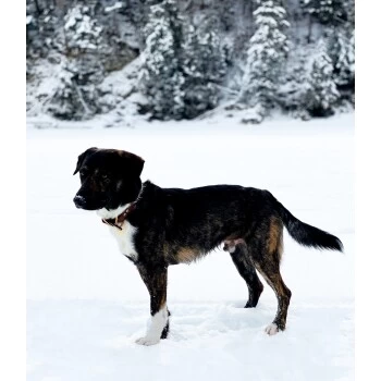 THE DOG IDEA Leder Halsband Braun M 6 THE DOG IDEA Leder Halsband Braun M – Bild 4