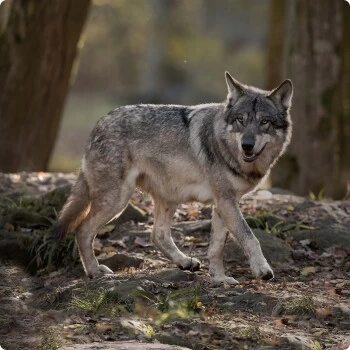 REAL NATURE WILDERNESS Junior Wurst Best Turkey - Truthahn Mit Buchweizen & Apfel 6x400 G 5 REAL NATURE WILDERNESS Junior Wurst Best Turkey - Truthahn Mit Buchweizen & Apfel 6x400 G – Bild 3