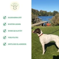 Kipita Polo Hundeleine Lively 13 Kipita Polo Hundeleine Lively -Heimtier Verkauf ec2a1ce9d03ac52b6ee730c49c20a83c372f273d 1410956 de DE a80600e4efde3a225fa3cf1a3c1d2fd853aec6908O2oVf