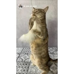 Kater Kasimir Premium Katzenangel Mit 4 Handgemachten Anhängern Aus Naturmaterial -Heimtier Verkauf f5a0947d639de966c4125c979f26b15c23b5fa95 1408150 de DE aa9d1c169f7ec9191367c416c4b64e9770f966aeO7Adip